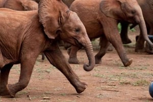 Nasjonalpark, sjiraffsenter og elefantunger i Nairobi