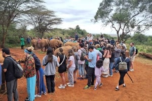 Nasjonalpark, sjiraffsenter og elefantunger i Nairobi