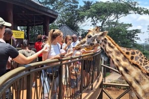 Nasjonalpark, sjiraffsenter og elefantunger i Nairobi