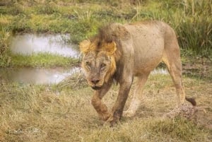 Nasjonalpark, sjiraffsenter og elefantunger i Nairobi