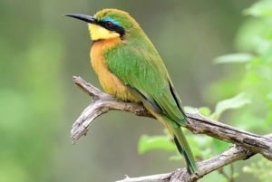 Nasjonalpark, sjiraffsenter og elefantunger i Nairobi