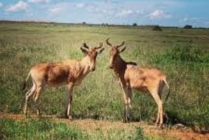 Nasjonalpark, sjiraffsenter og elefantunger i Nairobi