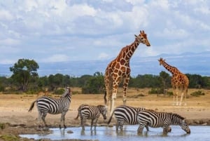 Nasjonalpark, sjiraffsenter og elefantunger i Nairobi
