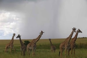 Nasjonalpark, sjiraffsenter og elefantunger i Nairobi