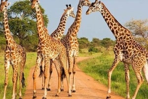 Nasjonalpark, sjiraffsenter og elefantunger i Nairobi