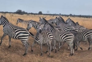 Nasjonalpark, sjiraffsenter og elefantunger i Nairobi