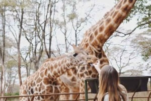 Nasjonalpark, sjiraffsenter og elefantunger i Nairobi