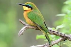 Nasjonalpark, sjiraffsenter og elefantunger i Nairobi