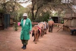 Nasjonalpark, sjiraffsenter og elefantunger i Nairobi