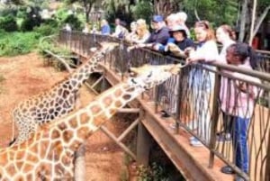 Nasjonalpark, sjiraffsenter og elefantunger i Nairobi