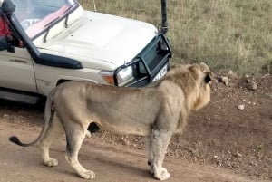 Nasjonalpark, sjiraffsenter og elefantunger i Nairobi