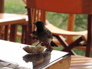 Ngutuni Safari Lodge