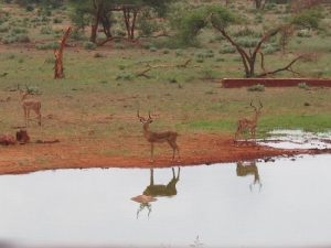 Ngutuni Safari Lodge