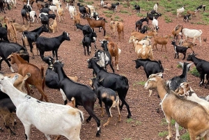 Nyahururu: Rumuruti livestock market visit with local guide