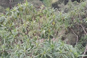 Nyahururu: wycieczka z przewodnikiem do wodospadu Thompson Falls z obserwacją dzikich zwierząt