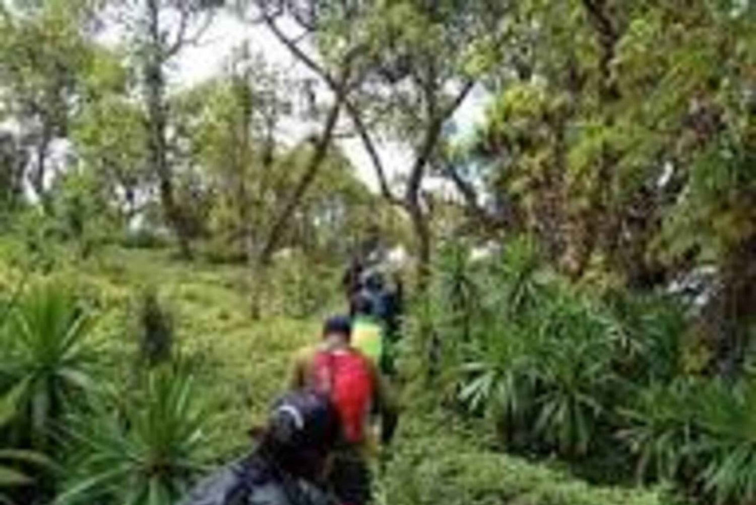 Nyandarua: Klangbad und Wanderung im Kipipiri-Bambuswald