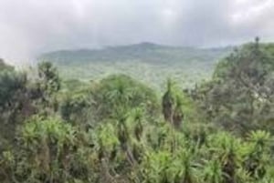 Nyandarua: Klangbad und Wanderung im Kipipiri-Bambuswald