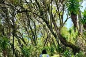 Nyandarua: Klangbad und Wanderung im Kipipiri-Bambuswald