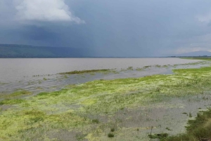 Nyandarua: Fuglekigge- og kanotur på Lake Ol Bolossat