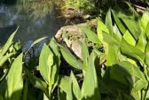 Nyeri: Guidet tur til Kerurumo-vandfaldene med picnic