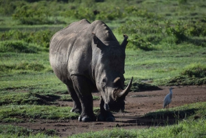 Ol-Pejeta Conservancy Day Tour From Nairobi