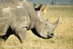 Ol Pejeta Conservancy Day tour & Game Drive from Nairobi