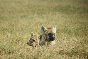Ol Pejeta Conservancy Day tour & Game Drive from Nairobi