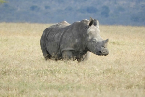 Ol Pejeta Conservancy Day tour & Game Drive from Nairobi