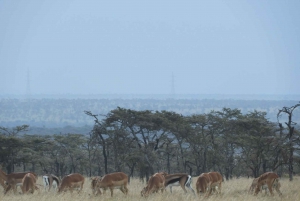Ol Pejeta Conservancy Day tour & Game Drive from Nairobi