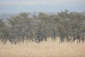 Ol Pejeta Conservancy Day tour & Game Drive from Nairobi