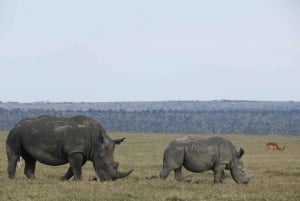 Ol Pejeta Conservancy Day tour & Game Drive from Nairobi