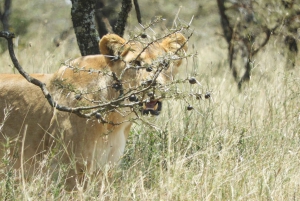 Ol Pejeta Conservancy Day tour & Game Drive from Nairobi