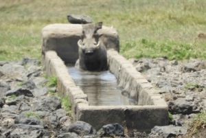 Ol Pejeta Conservancy Day tour & Game Drive from Nairobi