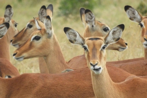 Ol Pejeta Conservancy Day tour & Game Drive from Nairobi