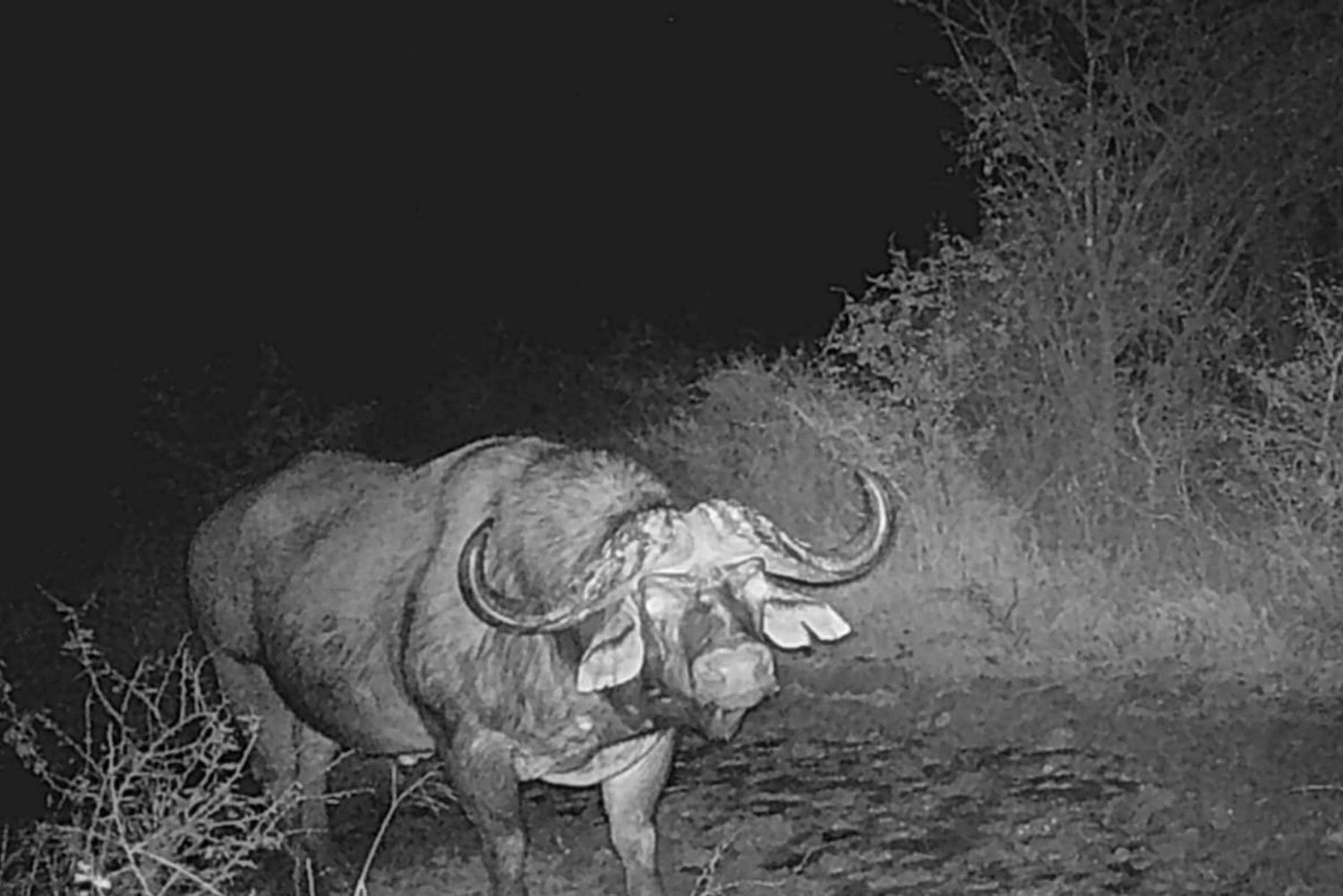 Nairobista: 2 päivän ja 1 yön safari Ol Pejeta Conservancyyn