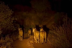 ナイロビ発：オル・ペジェタ保護区への2日間1泊サファリ