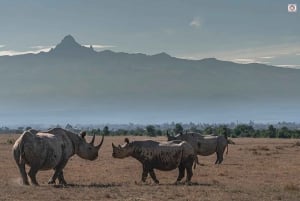 Discover the Beauty of Kenya's Spring Wildlife