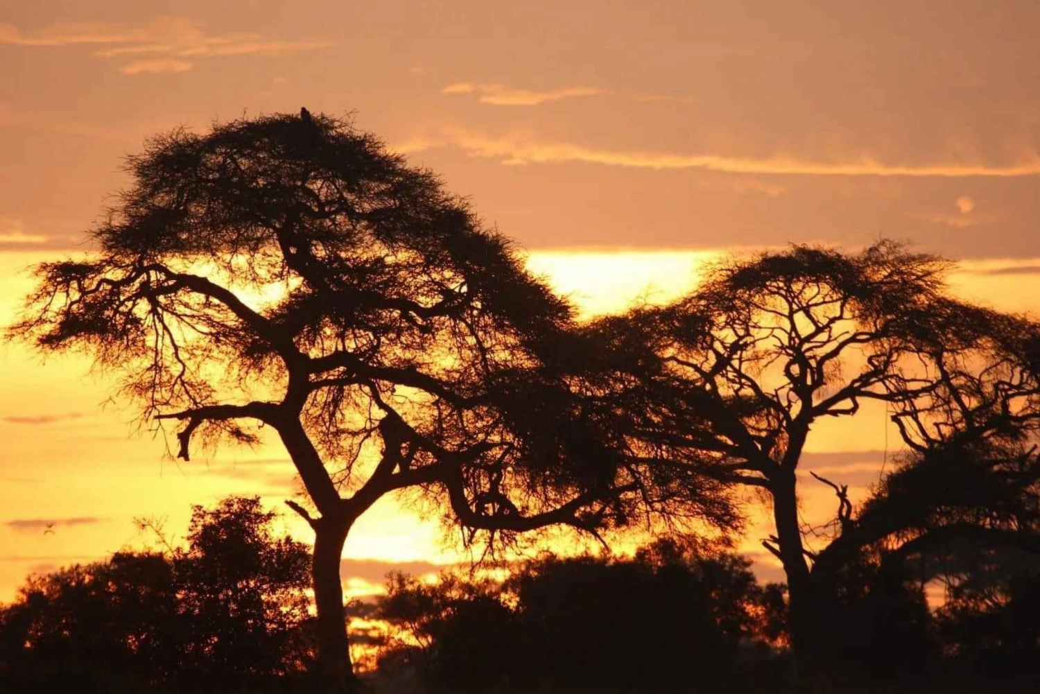 Overnight Amboseli Natioal Park From Nairobi