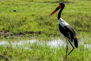 Overnight Group Joining Safari to Amboseli from Nairobi