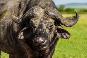 Overnight Group Joining Safari to Amboseli from Nairobi