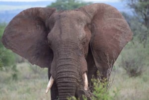 Overnight Group Joining Safari to Amboseli from Nairobi