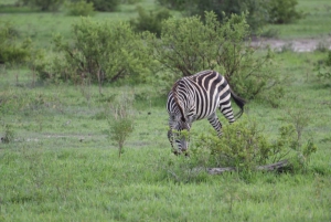 Overnight Group Joining Safari to Amboseli from Nairobi