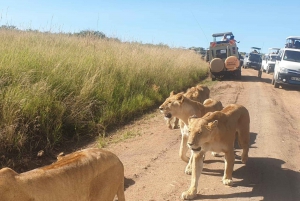Overnight Group Joining Safari to Amboseli from Nairobi