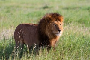 Overnight Group Joining Safari to Amboseli from Nairobi