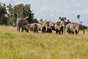 Overnight Group Joining Safari to Amboseli from Nairobi
