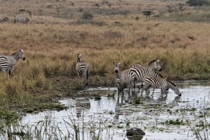 Overnight Group Joining Safari to Amboseli from Nairobi
