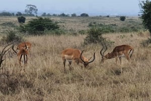 Overnight Group Joining Safari to Amboseli from Nairobi