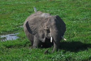 Overnight Group Joining Safari to Amboseli from Nairobi