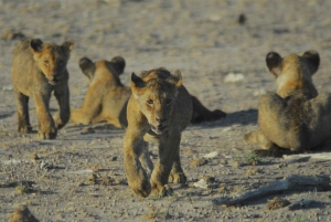 Overnight Group Joining Safari to Amboseli from Nairobi