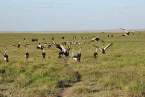 Overnight Group Joining Safari to Amboseli from Nairobi